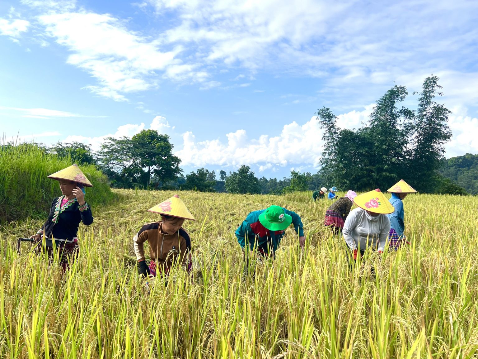 Lúa Tẻ Râu hữu cơ kết tinh chất đất, khí trời Tây Bắc - Hội Nông nghiệp ...